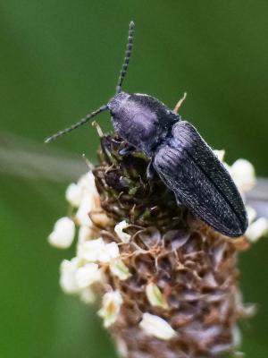 Taupins Elateridae Leach, 1815