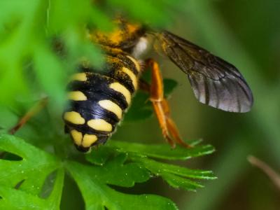  Rhodanthidium septemdentatum (Latreille, 1809)