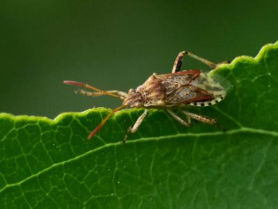 Liorhyssus hyalinus (Fabricius, 1794)