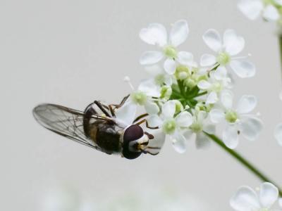  Melangyna umbellatarum (Fabricius, 1794)
