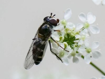  Melangyna umbellatarum (Fabricius, 1794)