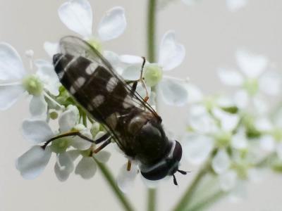  Melangyna umbellatarum (Fabricius, 1794)