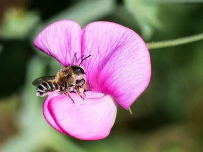  Megachile ericetorum Lepeletier, 1841