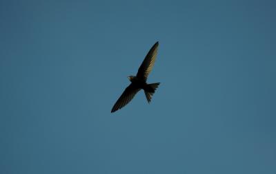 Martinet noir Apus apus (Linnaeus, 1758)