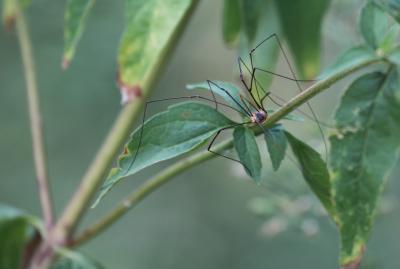 Opilions, Faucheux, Faucheurs Opiliones Sundevall, 1833