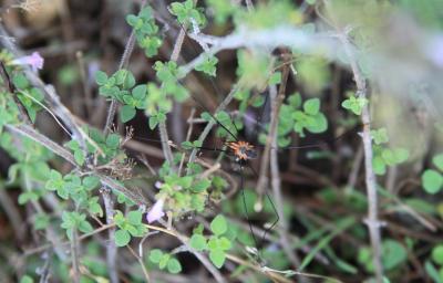 Opilions, Faucheux, Faucheurs Opiliones Sundevall, 1833