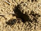  Lasioglossum Curtis, 1833