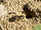  Lasioglossum Curtis, 1833