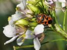  Eurydema ornata (Linnaeus, 1758)