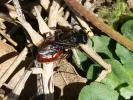  Sphecodes Latreille, 1804