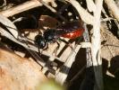  Sphecodes Latreille, 1804