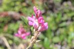Sainfoin de montagne Onobrychis montana DC., 1805