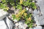 Saule à feuilles de serpolet Salix serpyllifolia Scop., 1772