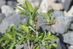 Saule fétide Salix foetida Schleich. ex DC., 1805