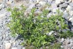 Saule fétide Salix foetida Schleich. ex DC., 1805