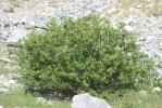 Saule fétide Salix foetida Schleich. ex DC., 1805