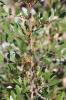 Lentisque, Arbre au mastic Pistacia lentiscus L., 1753