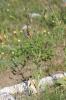  Cynoglossum montanum L., 1753