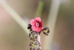  Cynoglossum montanum L., 1753