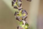  Cynoglossum montanum L., 1753
