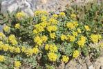 Allysson alpestre, Passerage des Alpes Alyssum alpestre L., 1767