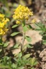 Allysson alpestre, Passerage des Alpes Alyssum alpestre L., 1767