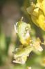 Allysson alpestre, Passerage des Alpes Alyssum alpestre L., 1767