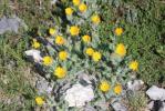 Épervière Hieracium monregalense Burnat & Gremli, 1883