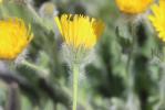 Épervière Hieracium monregalense Burnat & Gremli, 1883