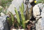 Polystic lonchyte, Polystic en fer de lance Polystichum lonchitis (L.) Roth, 1799
