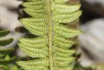 Polystic lonchyte, Polystic en fer de lance Polystichum lonchitis (L.) Roth, 1799