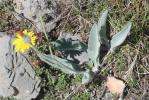 Épervière tomenteuse Hieracium tomentosum L., 1755