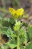Potentille à grandes fleurs Potentilla grandiflora L., 1753