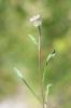 Vergerette à une tête Erigeron uniflorus L., 1753