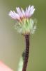 Vergerette à une tête Erigeron uniflorus L., 1753