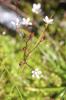 Saxifrage étoilée Micranthes stellaris (L.) Galasso, Banfi & Soldano, 2005