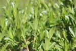 Saule à cinq étamines, Saule odorant Salix pentandra L., 1753