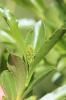 Saule à cinq étamines, Saule odorant Salix pentandra L., 1753