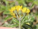 Piloselle des glaciers Pilosella glacialis (Reyn. ex Lachen.) F.W.Schultz & Sch.Bip., 1862