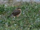 Traquet motteux Oenanthe oenanthe (Linnaeus, 1758)