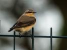 Traquet motteux Oenanthe oenanthe (Linnaeus, 1758)