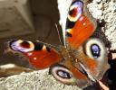 Paon-du-jour (Le), Paon de jour (Le), Oeil -de-Pao Aglais io (Linnaeus, 1758)