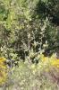 Alisier des bois, Alisier torminal, Alouchier Sorbus torminalis (L.) Crantz, 1763