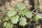 Alisier des bois, Alisier torminal, Alouchier Sorbus torminalis (L.) Crantz, 1763