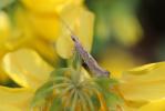  Plutella xylostella (Linnaeus, 1758)