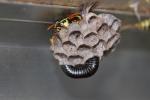 Guêpe poliste Polistes dominula (Christ, 1791)