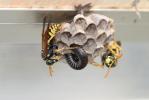 Guêpe poliste Polistes dominula (Christ, 1791)