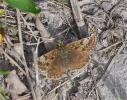 Point de Hongrie (Le), Grisette (La) Erynnis tages (Linnaeus, 1758)