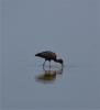 Ibis falcinelle Plegadis falcinellus (Linnaeus, 1766)