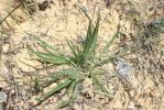 Cupidone, Catananche bleue, Cigaline Catananche caerulea L., 1753